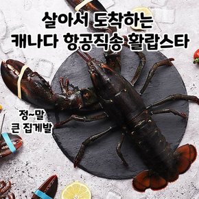 살아서 도착하는 활랍스타 1마리 1kg내외