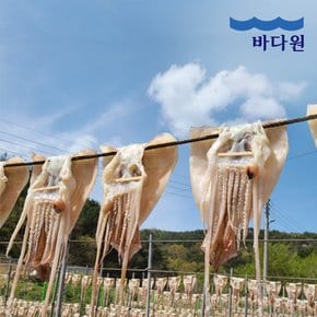 촉촉한 피데기 반건조오징어 10미 소 (800-950g)