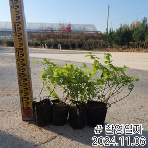 조팝나무 황금조팝나무 (포트묘)