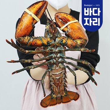 바다자리 살아서 도착하는 활랍스타 1마리 1kg내외