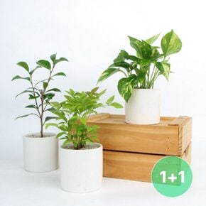 [1+1]이달의 공기정화 식물 BEST 30종_소형 화분