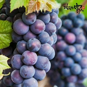 산지직송 김천 거봉 2kg/3-4수