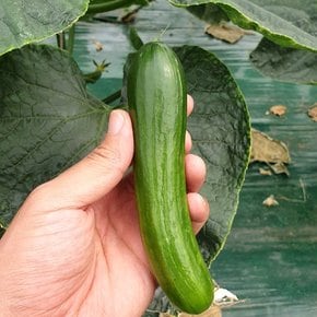 당일수확 영양간식 아삭한 미니오이 500g
