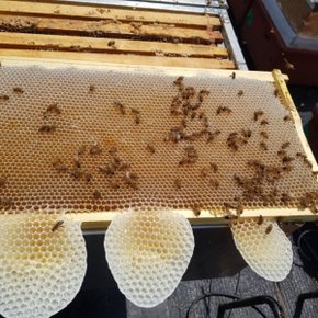 [꿀단지]벌꿀100%  국내산 사양  잡화꿀2.4kg*1병