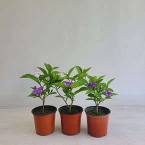 (온누리꽃농원) 야영화 3개 브롬펜자스민