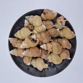 가락시장 급냉 활골뱅이 800g