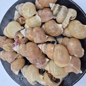 가락시장 급냉 활골뱅이 800g