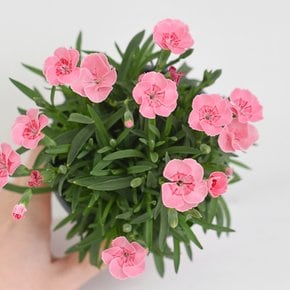 키세스 카네이션 식물 모종 소품