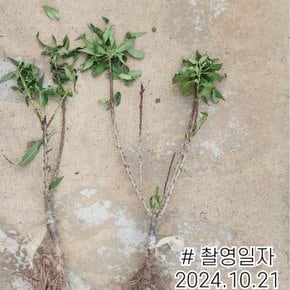 남경도화(진분홍)나무 접목1년 묘목