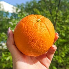 오렌지 2kg (6-9입)