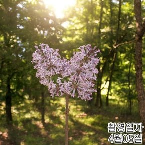 라일락나무 묘목 개화주
