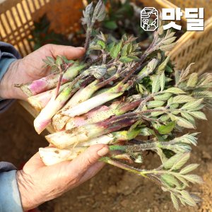 맛딜 지금 잠시 맛보는 향긋한 경남 남해 땅두릅 500g