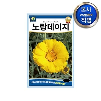 다농 노랑 데이지 씨앗 300립 . 크리산세멈 멀티카우레 관상용 일년생 꽃 꽃씨 종자