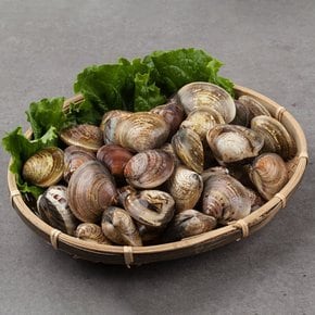남해 활바지락 2kg 130-160미