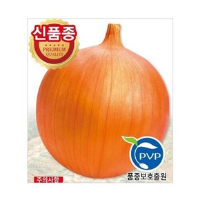 양파씨앗종자 오래오 (100g)