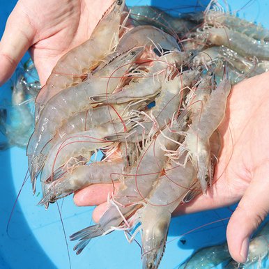[산지직송] 신안 제철 왕새우(급냉) 1kg 25~35미