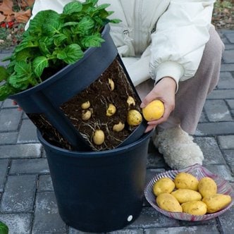 제이라이프 베지 감자 뿌리채소 대형 화분