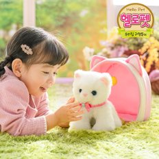 헬로펫먹고자고말하는아기냥이