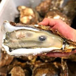 섬진강 강굴(벚굴) 상품 이미지