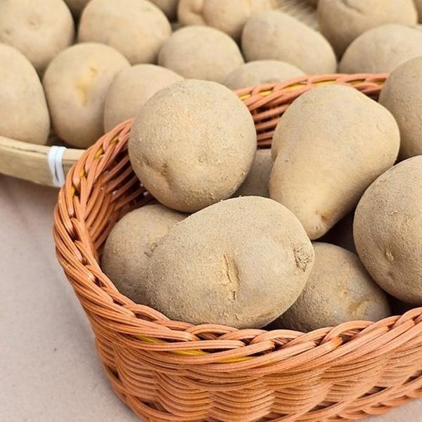 확대된 대표 감자 5kg 왕특(1)