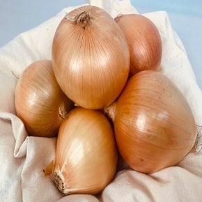 햇 24년산 햇 전남 무안 조생 햇양파 5kg 대 사이즈