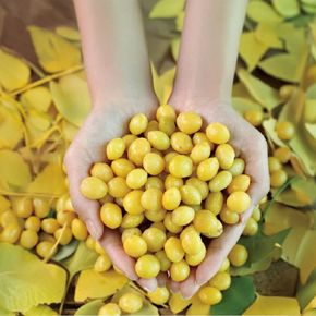 손질완료 국내산 냉동 깐은행 500g 2팩 (1kg)[36026841]