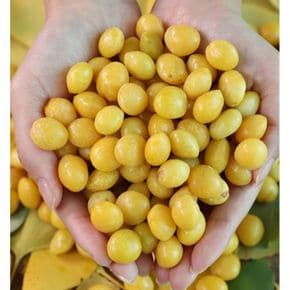 손질완료 국내산 냉동 깐은행 500g 2팩 (1kg)[36026841]
