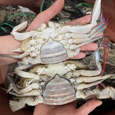 장보리 국내산 제철 활 암꽃게 알배기 1kg