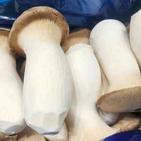 국내산 새송이버섯 2kg (상)