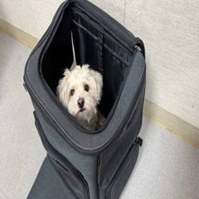 이동가방 강아지 고양이 캐리어 백팩 노견 유모차 레리롤리플러스알파