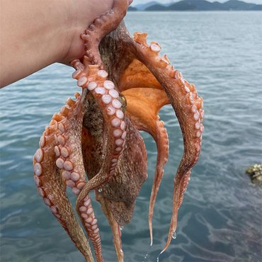 자연맛남 [물맛남] 통영 자연산 돌문어 1kg(1-3미)