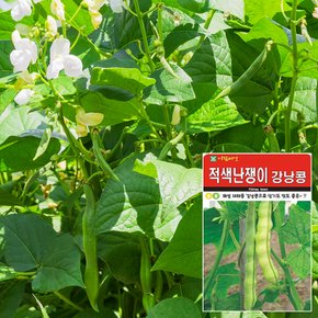 적색강낭콩 씨앗 (30g)  채소씨앗 야채씨앗 배추씨앗