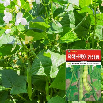 화분월드 적색강낭콩 씨앗 (30g)  채소씨앗 야채씨앗 배추씨앗