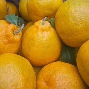 제주 하우스 한라봉 1.5kg 소과/박스포함