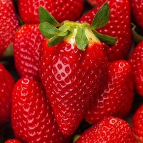 생 딸기 킹스베리 400g (10-13과) 특