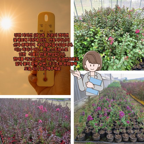 추가이미지4