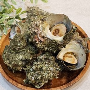 당일조업 국내산 뿔소라 1kg