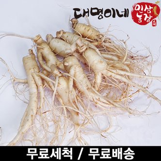 대명이네 인삼농장 (세척) 난발 8뿌리내외 250g/인삼 수삼 주스용 홍삼용 삼계탕용