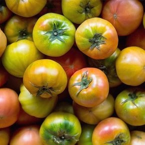 [유명산지] 대저 짭짤이토마토 2.5kg 특품 (2S-3S)