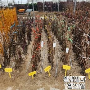 신품종 자수금 등나무 묘목 개화주  접목2년특묘