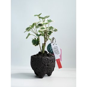 무늬 파비안 (Polyscias balfouriana)