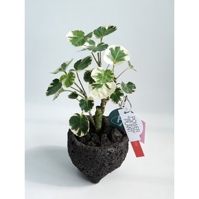 무늬 파비안 (Polyscias balfouriana)