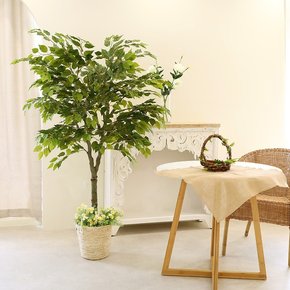 조화나무 인테리어 소원나무 Y형 벤자민 180cm