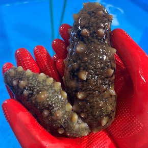 통영 자연산 해삼 1kg(6-16미 내외)