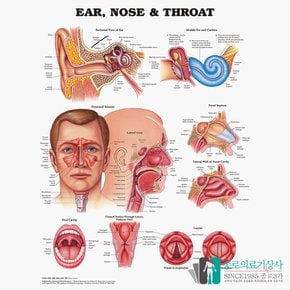 인체해부도 3D차트 병원액자 9895 이비인후 EAR NOSE THROAT 54X74cm 액자옵션