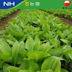 밥은먹고다니니 강원도 인제 믿음 명이나물(잎명이) 산마늘 생채1kg (절임소스선택)
