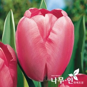 [나무인] 튤립구근 10개 데이드림품종 노랑+주황색