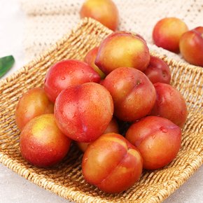 GAP/저탄소 인증 꿀당도 자두 상(80g이상) 1kg 백화점 납품용