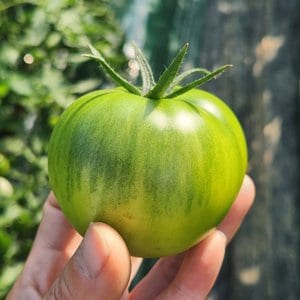  [산지직송]찐한맛 특품 대저토마토 2.5kg/M
