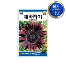 해바라기 초콜렛체리 씨앗 50립 .초콜릿색 관상용 일년생 큰키 꽃 식물 꽃씨 종자